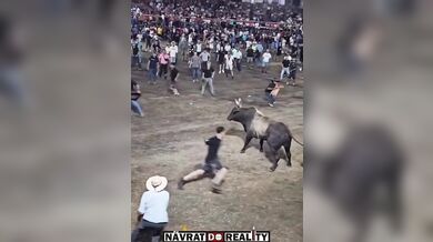 Drsný střet s býkem