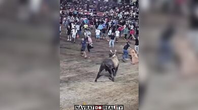 Drsný střet s býkem