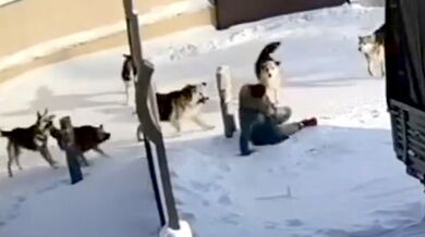 Útoky toulavých psů v Jakutsku