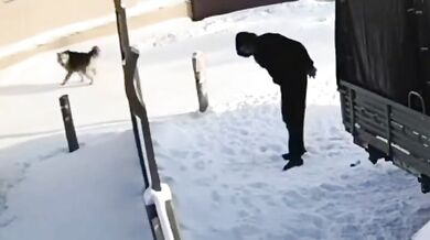 Útoky toulavých psů v Jakutsku