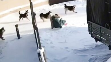 Útoky toulavých psů v Jakutsku