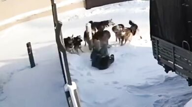 Útoky toulavých psů v Jakutsku