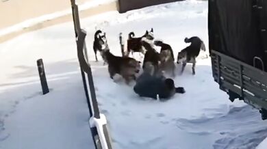 Útoky toulavých psů v Jakutsku