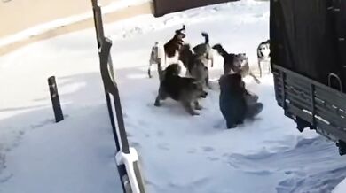 Útoky toulavých psů v Jakutsku