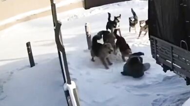 Útoky toulavých psů v Jakutsku