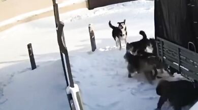 Útoky toulavých psů v Jakutsku