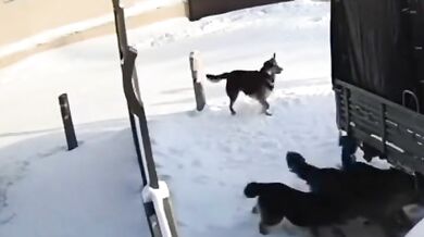 Útoky toulavých psů v Jakutsku