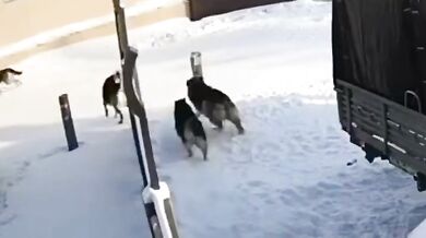 Útoky toulavých psů v Jakutsku