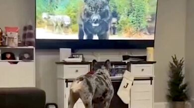 Reakce psů na televizi