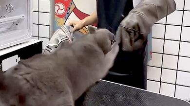 Péče o podrážděnou kočku