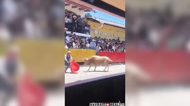 Překvapení pro toreadora