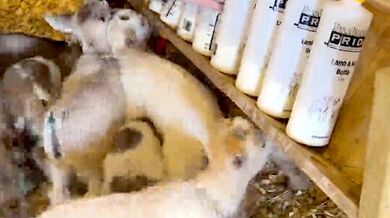 Krmení kůzlat na mléčné farmě Viney Grove Goats v Arkansasu