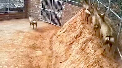 Útěk z vězení #5