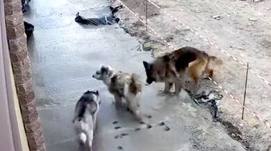 Psi jsou vinni zničením čerstvě položeného chodníku