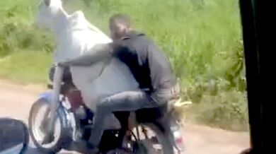 Muž převážející dospělou krávu na motocyklu