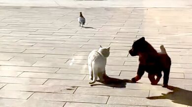 Hravé štěně překazilo kočce útok na holuba