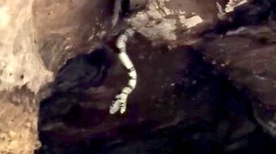 Průvodkyně zachytila obrovskou užovku kaninana