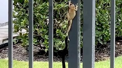 Rosnička díky svým přísavkám přežila útok užovky černé