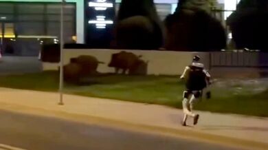 Humanoidní robot Edward v akci: Polský technologický hit zahnal divočáky zpět do lesa