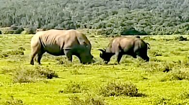 Nosorožec bílý v obraně snadno přemohl útočícího buvola