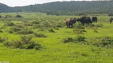 Nosorožec bílý v obraně snadno přemohl útočícího buvola