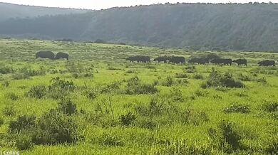 Nosorožec bílý v obraně snadno přemohl útočícího buvola