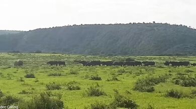 Nosorožec bílý v obraně snadno přemohl útočícího buvola