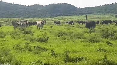 Nosorožec bílý v obraně snadno přemohl útočícího buvola