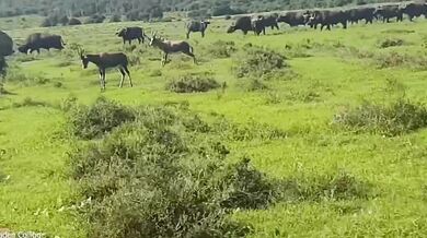 Nosorožec bílý v obraně snadno přemohl útočícího buvola