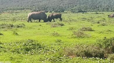 Nosorožec bílý v obraně snadno přemohl útočícího buvola