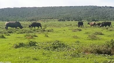 Nosorožec bílý v obraně snadno přemohl útočícího buvola