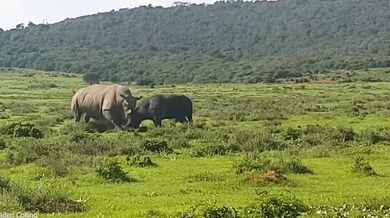 Nosorožec bílý v obraně snadno přemohl útočícího buvola
