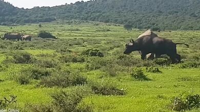 Nosorožec bílý v obraně snadno přemohl útočícího buvola
