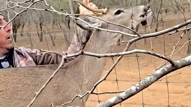 Záchrana v texaské divočině: Lovec oživil jelena pomocí první pomoci