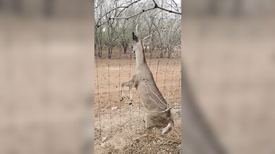 Záchrana v texaské divočině: Lovec oživil jelena pomocí první pomoci