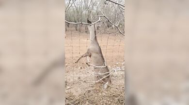 Záchrana v texaské divočině: Lovec oživil jelena pomocí první pomoci