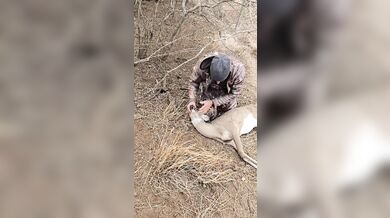 Záchrana v texaské divočině: Lovec oživil jelena pomocí první pomoci