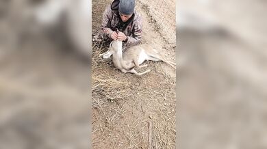 Záchrana v texaské divočině: Lovec oživil jelena pomocí první pomoci