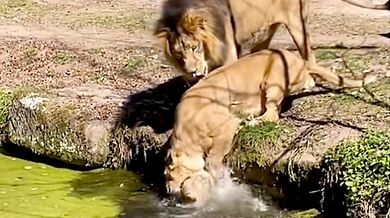 Drama v norimberské zoo: Lvice zachránila lvíče z příkopu a zároveň odrazila dotěrného samce