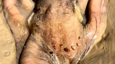 Mistři kamufláže pod hladinou: Chobotnice využívají písečné nory jako strategické úkryty i pasti