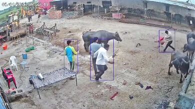 Napadení agresivním psem