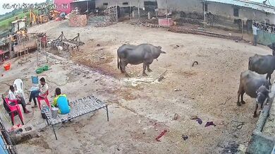 Napadení agresivním psem