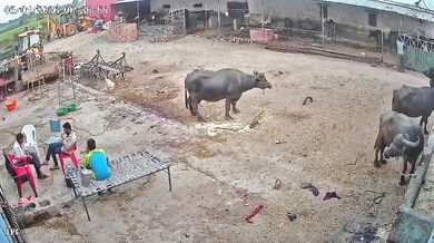 Napadení agresivním psem