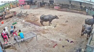 Napadení agresivním psem