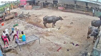 Napadení agresivním psem