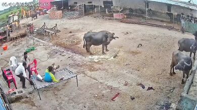 Napadení agresivním psem