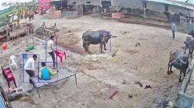 Napadení agresivním psem