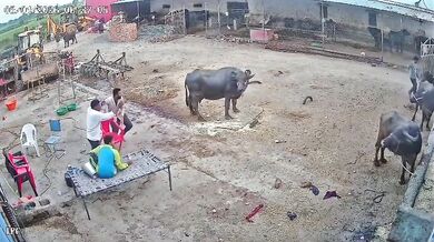 Napadení agresivním psem