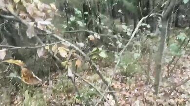 Střet lovce s medvědicí v Rusku: Zachování chladné hlavy zabránilo krveprolití