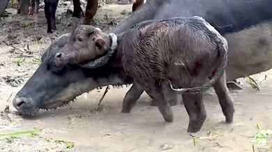 Farmář v Itacoatiaře vysvobodil mladé buvolí mládě, které se hlavou nešťastně zaklínilo v rohu své matky